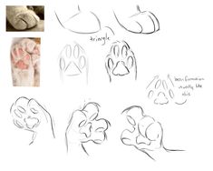 the steps in how to draw an animal's paw