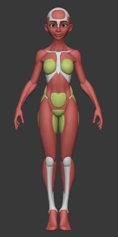 an animated female body model with muscles highlighted