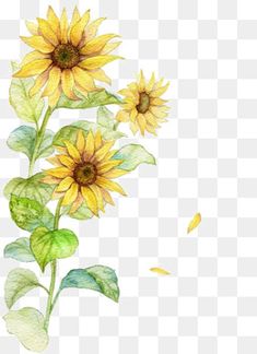 Free Watercolor Flowers, Draw Tutorial, Flower Png Images, Sunflower Clipart, Wallpaper Watercolor, Flowers Illustration, Sunflower Png, Cat Air, Watercolor Sunflower