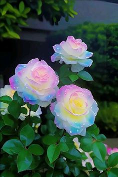 three pink and yellow roses with water droplets on them in front of some green leaves