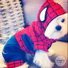 a small white dog wearing a spider man costume