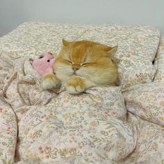 an orange cat sleeping on top of a bed with a pink stuffed animal in it's mouth