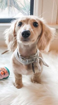 a small brown dog standing on top of a white fur covered floor next to a window