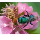 a green bug sitting on top of a pink flower