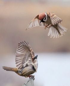 two birds are flying next to each other