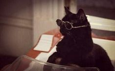 a black cat wearing sunglasses sitting on top of a glass bowl next to a book