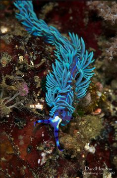 a blue sea anemone on the bottom of a coral with its tail curled up