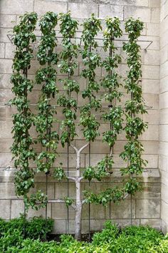 a tree that is growing out of the ground in front of a wall with ivy on it