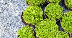 several pots filled with green plants on top of gravel