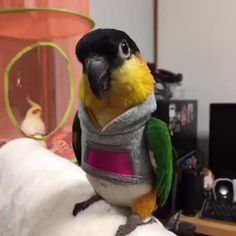 a yellow and green bird wearing a sweater on top of a white pillow in a room