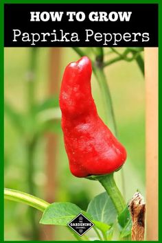 a red pepper sitting on top of a green plant with the words how to grow paprika peppers