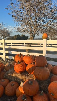 pumpkins are piled on hay in front of a white fence