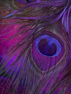 the feathers of a peacock are purple and blue