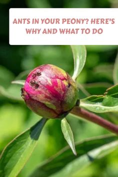 a flower bud with the words ants in your peony? here's why and what to do