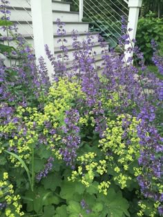 purple and yellow flowers in front of a house