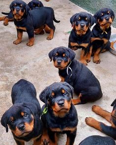 a group of black and brown dogs sitting next to each other on top of cement