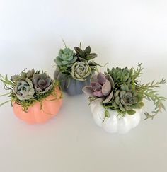 three small pumpkins with succulent plants in them on a white table top