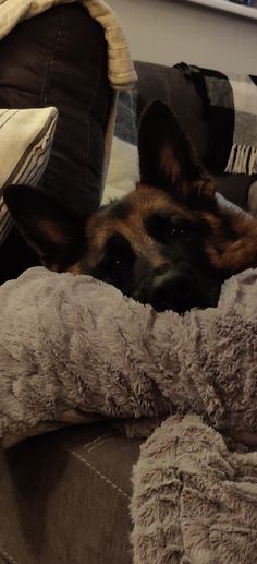 a dog laying on top of a couch covered in blankets