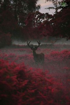 a deer standing in the middle of a field with red flowers on it's side