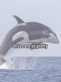 an orca jumping out of the water with words above it that read, orcas are so pretty