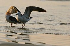 two seagulls standing in the water with their wings spread out and one is landing