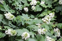 some white flowers and green leaves on a bush