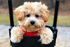 a small dog is sitting in a swing