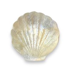 an image of a seashell on a white background