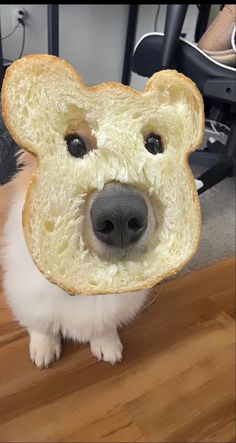 a dog with a piece of bread on it's face that looks like a bear