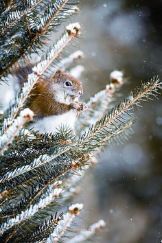 a squirrel sitting on top of a pine tree