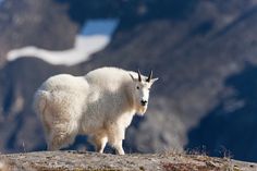 a mountain goat standing on top of a rocky hill with mountains in the back ground