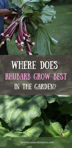 two pictures, one of an armload of freshly harvested rhubarb, and one of rhubarb growing on the garden How To Plant Rhubarb, Planting Rhubarb, Rhubarb Growing, Rhubarb Garden, Growing Rhubarb, Rhubarb Plants, Perennial Vegetables, Rhubarb Recipes, Edible Landscaping