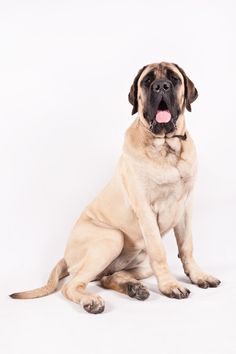 a large brown dog sitting on top of a white floor