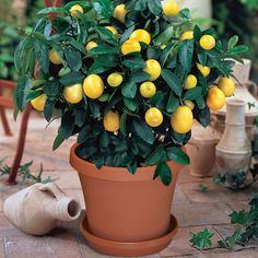 there is a potted plant with lemons on the ground next to other plants