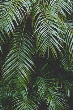 two instagrams with palm leaves on them, one is green and the other is black