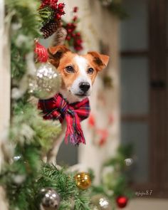 a brown and white dog wearing a red bow tie sitting on top of a christmas tree