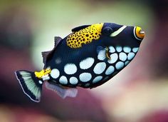 a black and yellow fish with spots on it's body