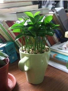 a potted plant sitting on top of a wooden table next to a book shelf