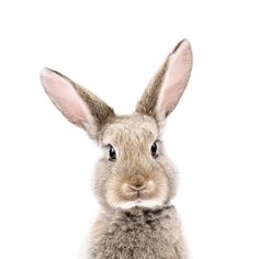 a rabbit is sitting in front of a white background and looking up at the camera