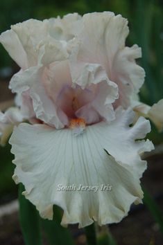 the large white flower is blooming in the garden