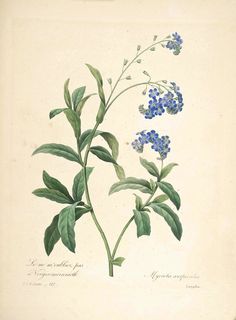 an illustration of blue flowers with green leaves