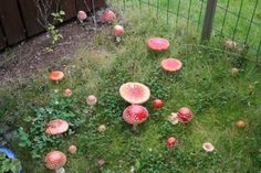 a group of mushrooms growing on the ground next to a fence