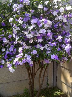 purple and white flowers are growing on a tree