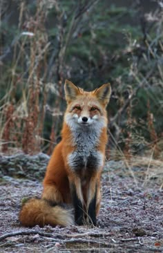 a red fox sitting in the middle of a forest