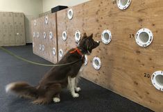 a brown and white dog on a leash next to a wall with holes in it