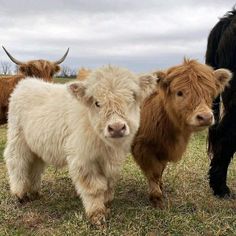 three baby yaks are standing next to each other in the grass and looking at the camera