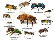 the different types of bees and their names