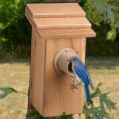 a blue bird sitting on top of a wooden box