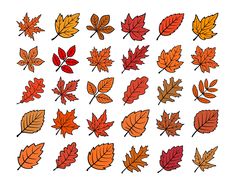 a bunch of different colored leaves on a white background