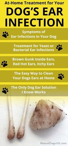 Cleaning Dogs Ears, Dogs Ears Infection, Ear Infections, Pet Tips, Dog Info, Dog Care Tips